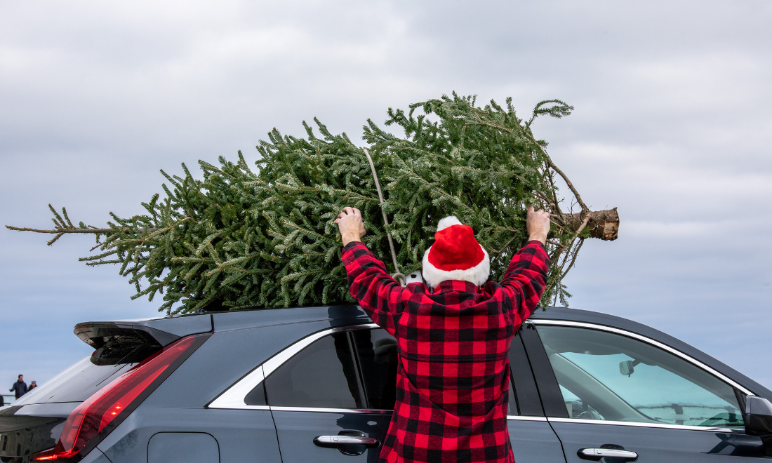 Loading Christmas tree onto a car
