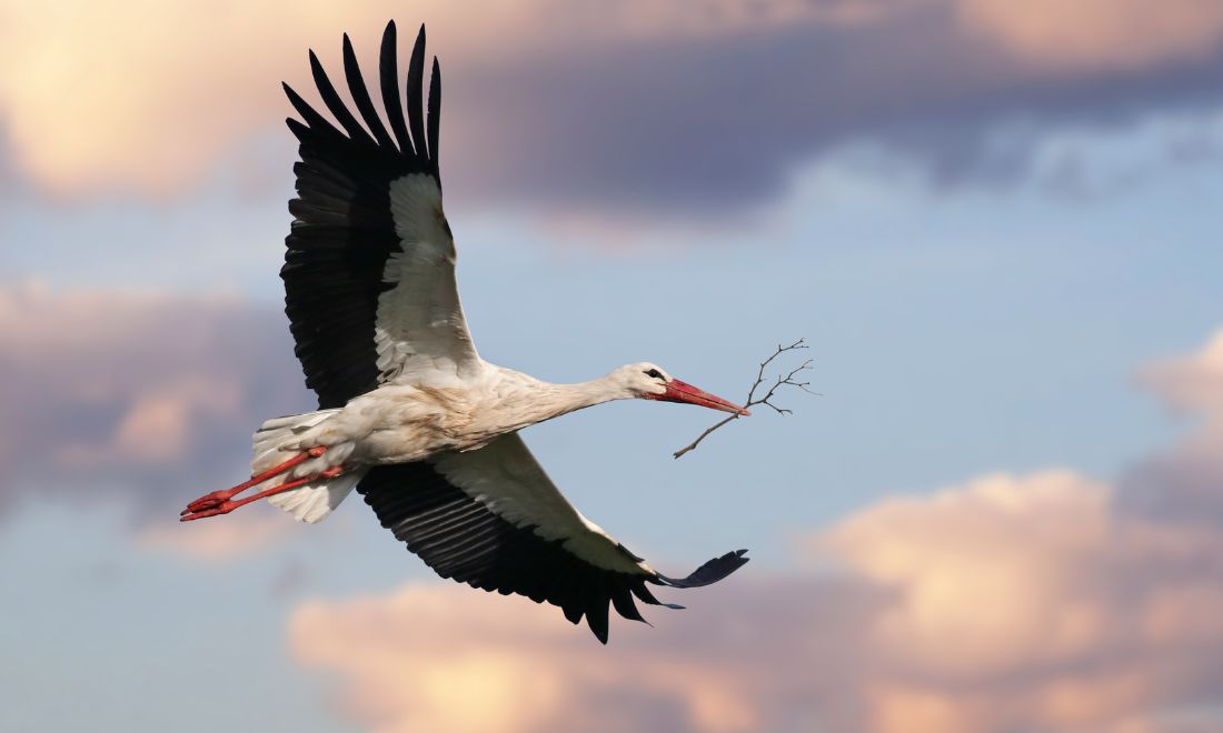 Spring, peace and babies: de ooievaar (the stork) in Dutch culture