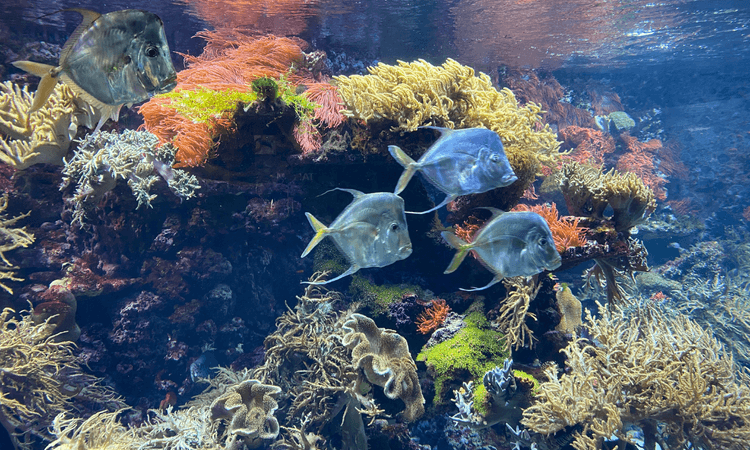 5 aquariums in Switzerland you should visit