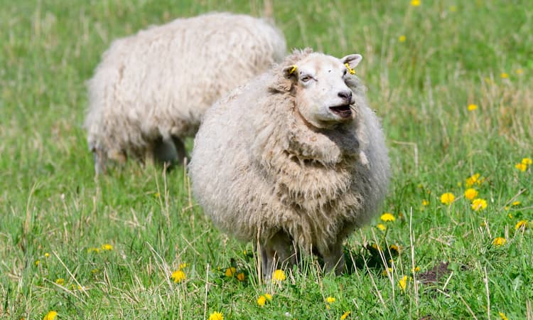 Flock of sheep to be used as lawnmowers in Winterthur, city confirms