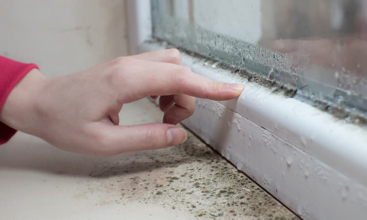 Mould takes over Swiss houses as tenants try to slash heating bills