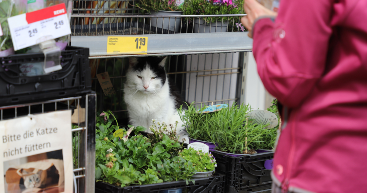 Cat in Germany Microchipped