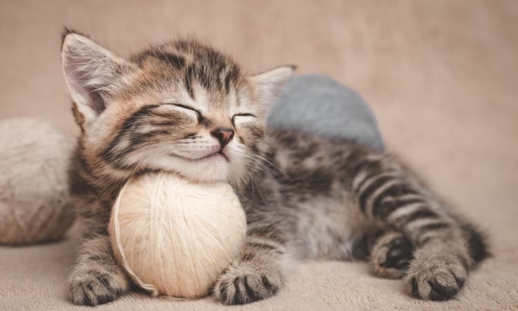 Most popular pets in Switzerland revealed