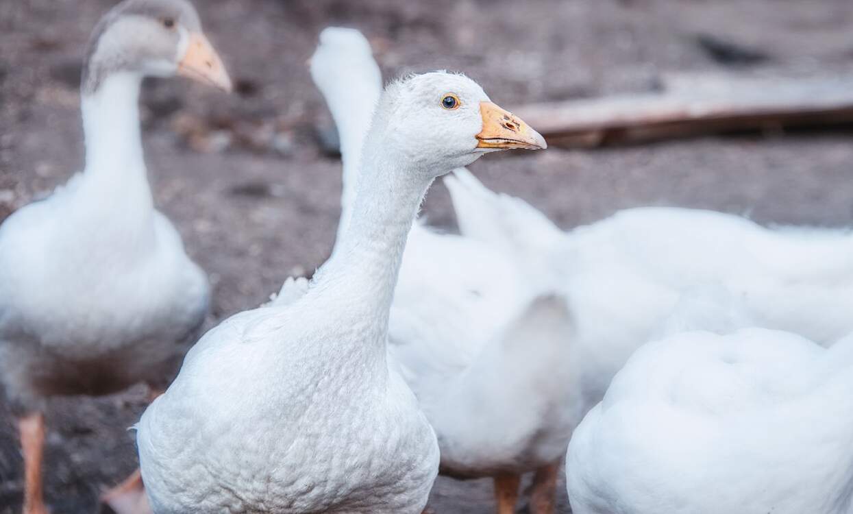 Goose bird flu in Germany