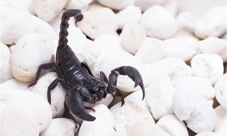 Live scorpion stowaway found in Zurich woman's luggage