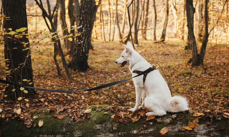 New lead rules for dogs in Canton Zurich: What you need to know