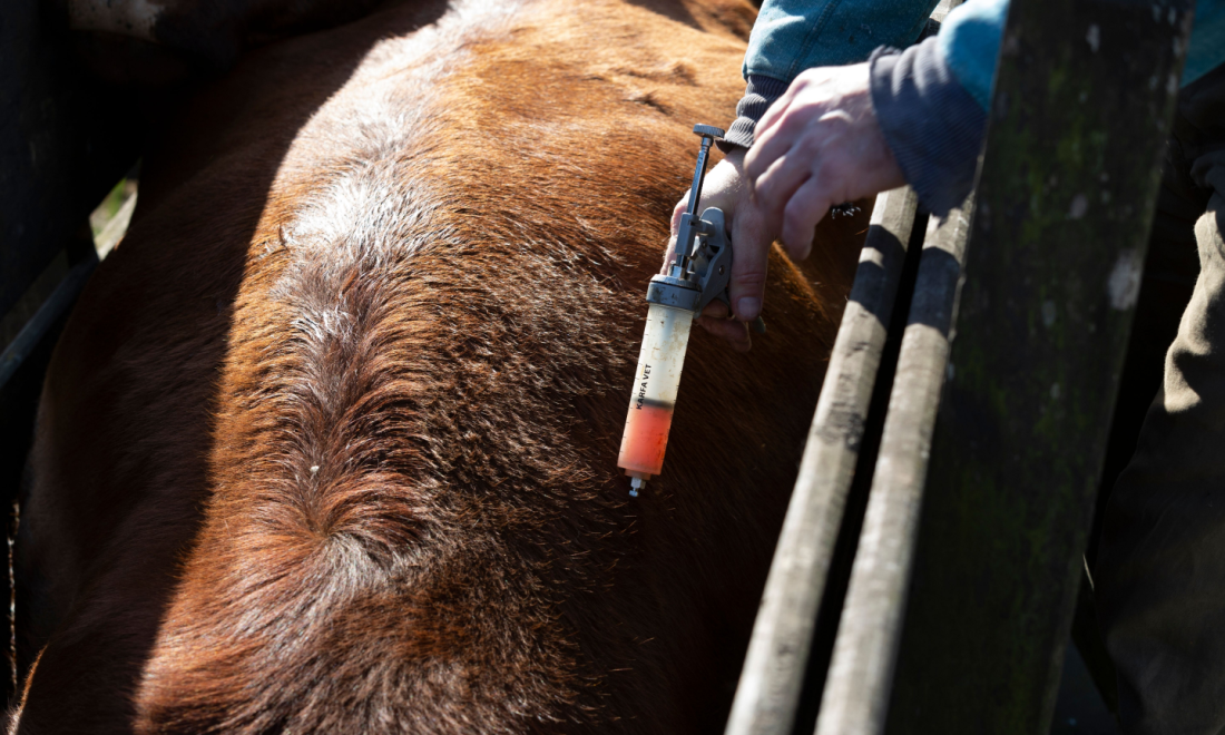 Cattle with FMD Germany