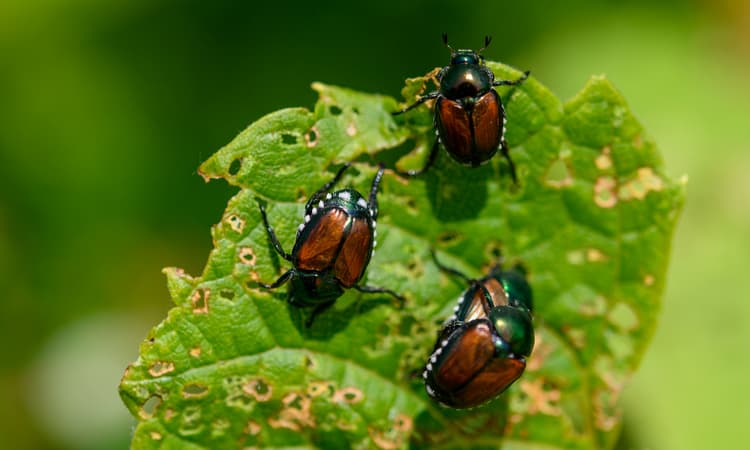 Kloten enforces watering ban and green waste lockdown over invasive beetle