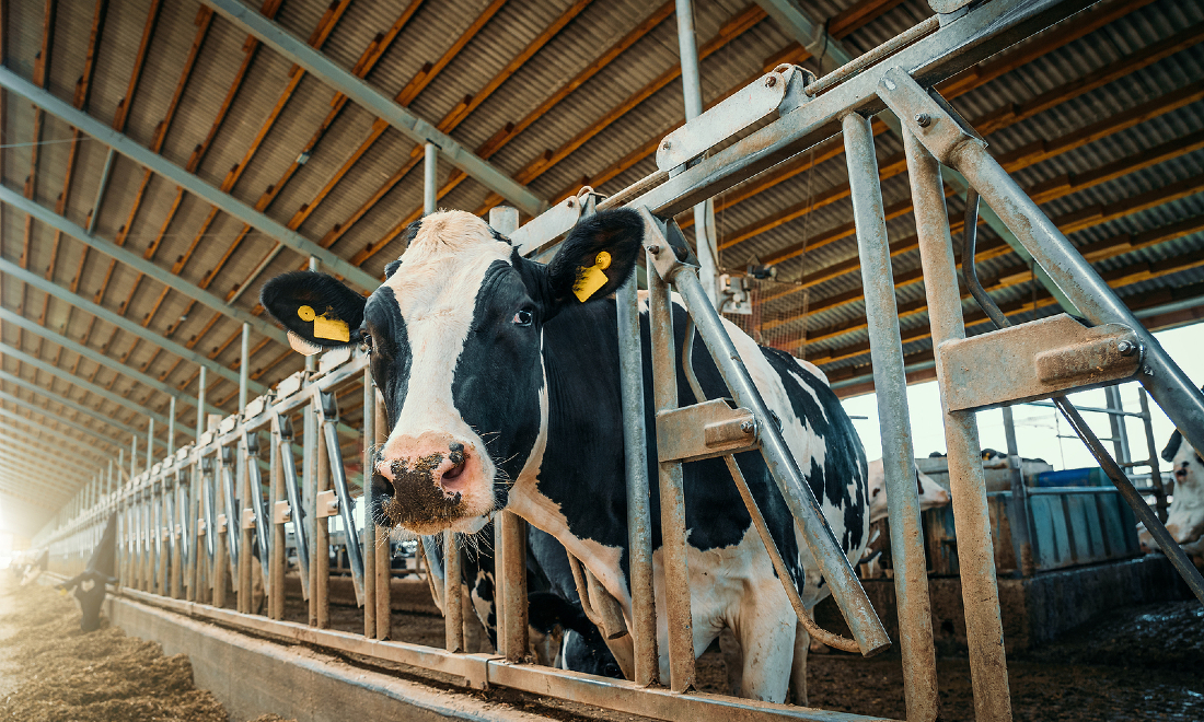 Aldi to phase out milk with low animal welfare standards - Main image / Thumbnail (1100 x 660)