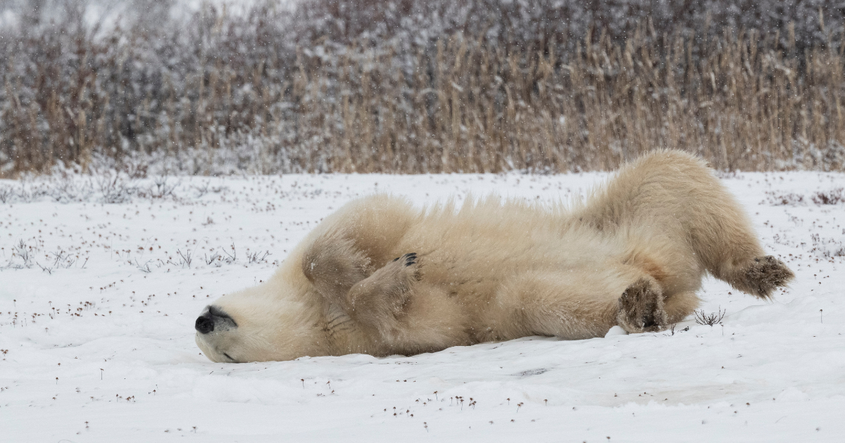 Polar Bear Snow