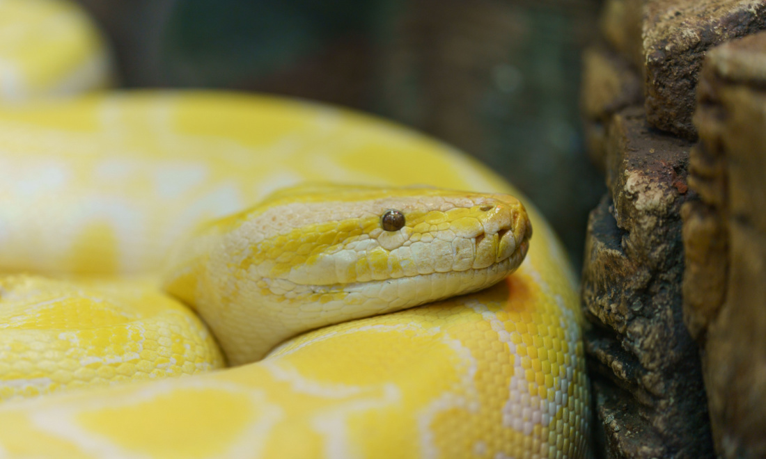 Albino white and yellow python in Germany