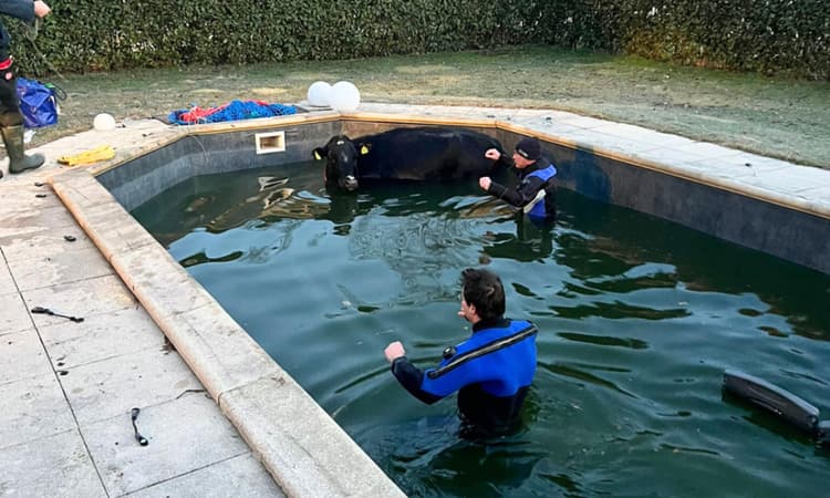 Swiss carnival ends with cow stuck in swimming pool