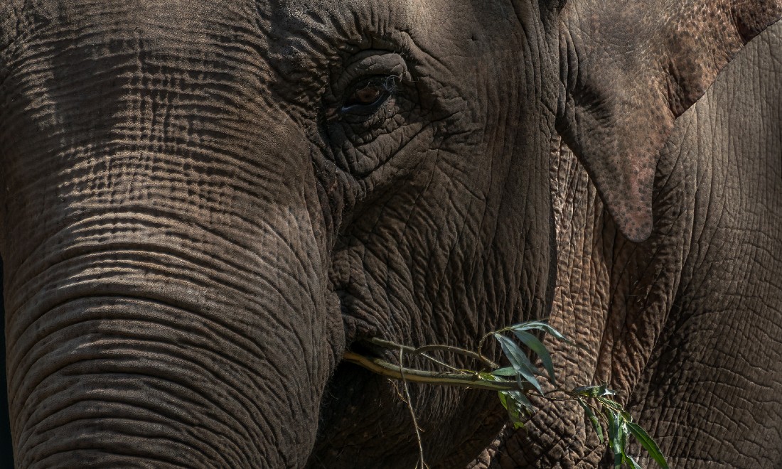 Elephant ARTIS zoo Amsterdam