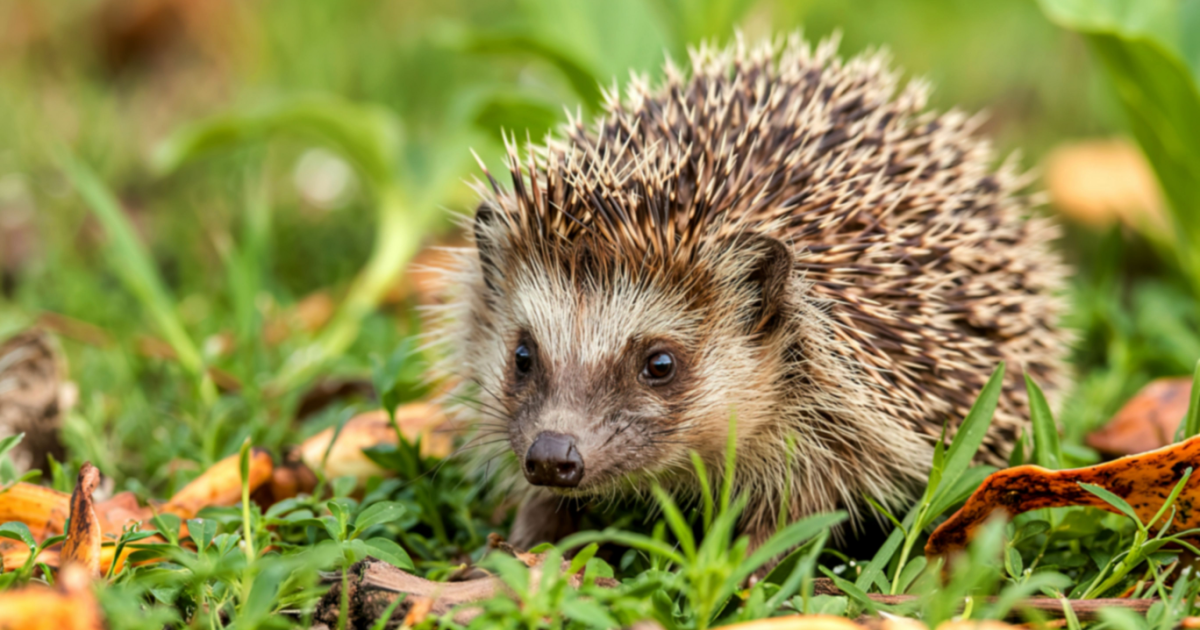 Hedgehog named Switzerland’s Animal of the Year 2026