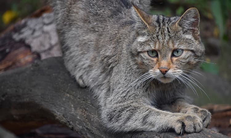 Environmental association warns people not to pet adorable Swiss wildcats