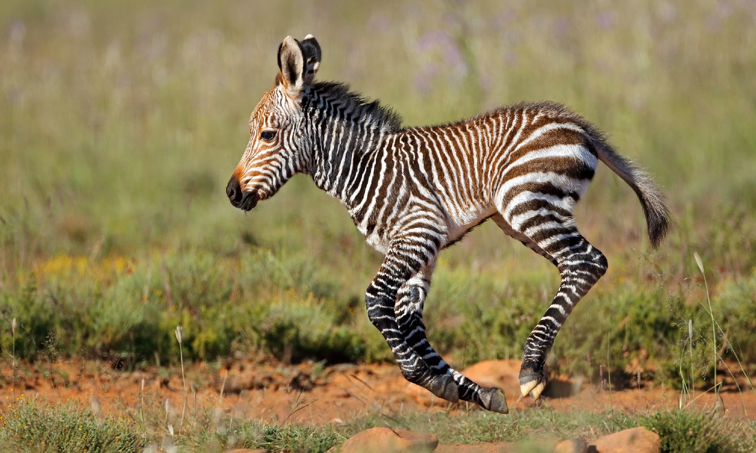Zebra foal Amersfoort zoo