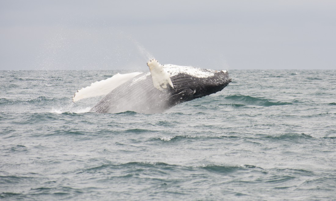 Humpback whale spotted off the coast of Scheveningen 