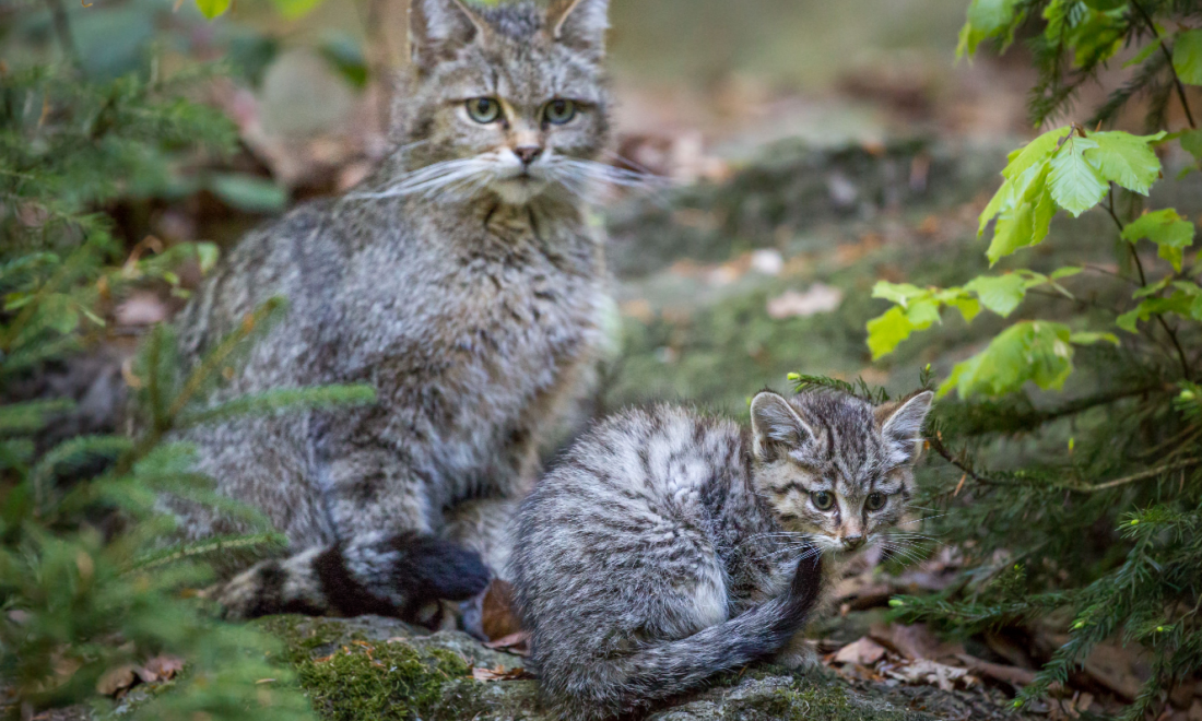 European wildcat and kitten in Brandenburg germany