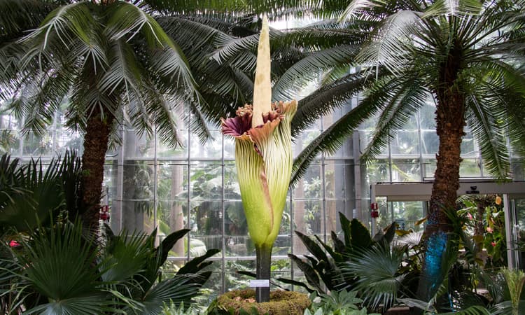 A wonder of nature: Largest flower in the world to bloom in Basel