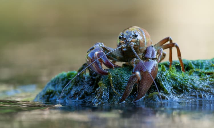 Basel river swamped with invasive signal crayfish