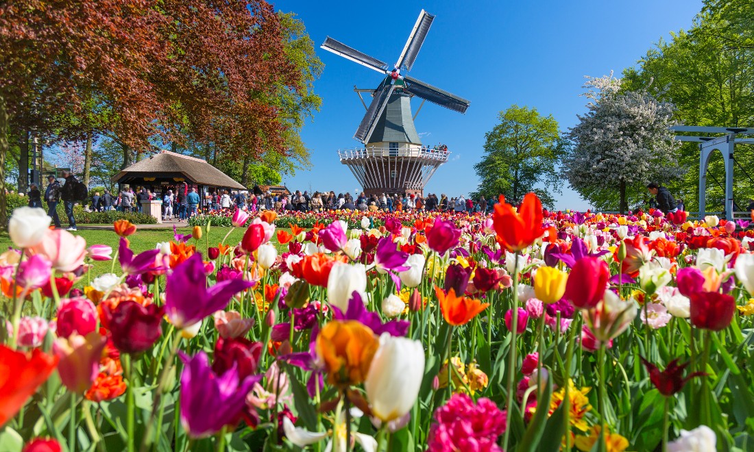 Windmill and tulips at Keukenhof, the Netherlands