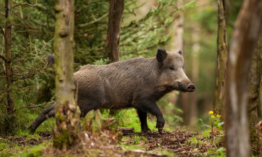wild boar in a forest