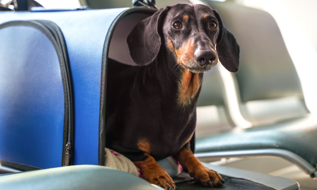 A dog sitting on chairs in a German airport