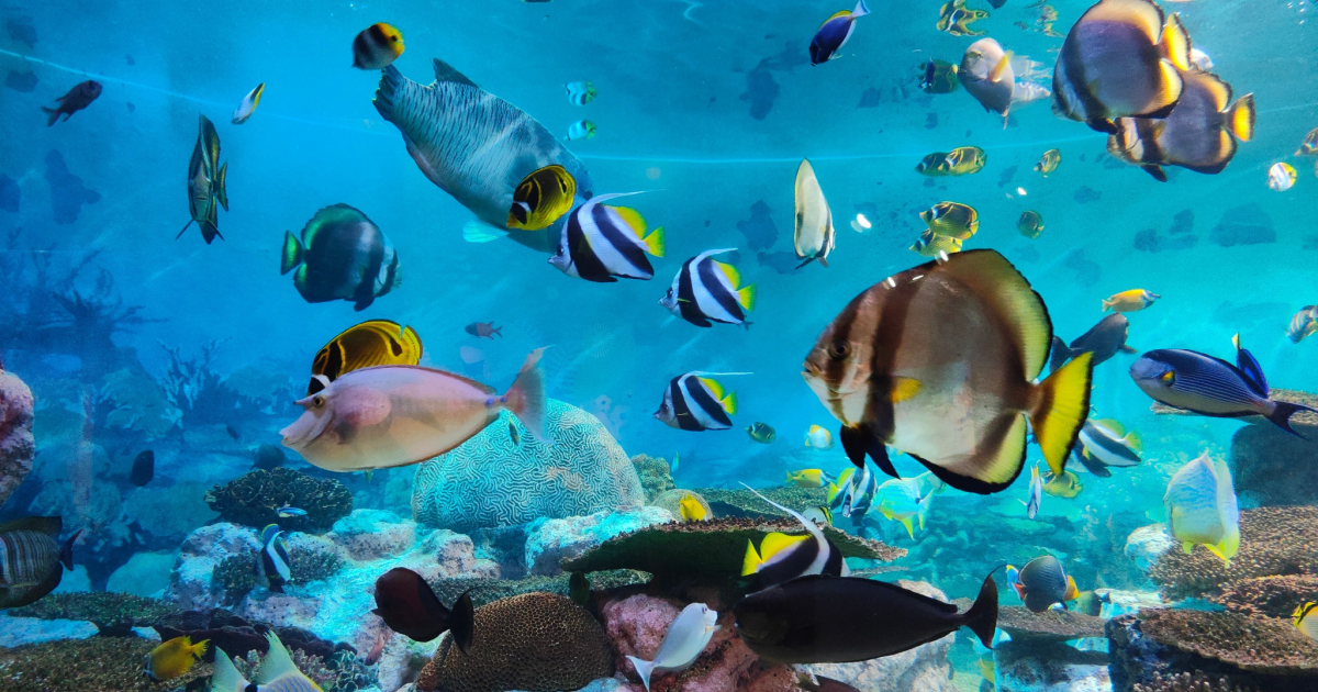 5 aquariums in Switzerland you should visit