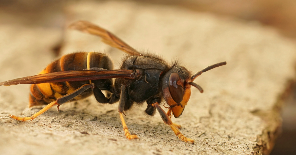 Zurich calling on residents to “urgently” report Asian hornet sightings