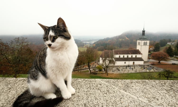 New plans to make the microchipping of cats mandatory in Switzerland
