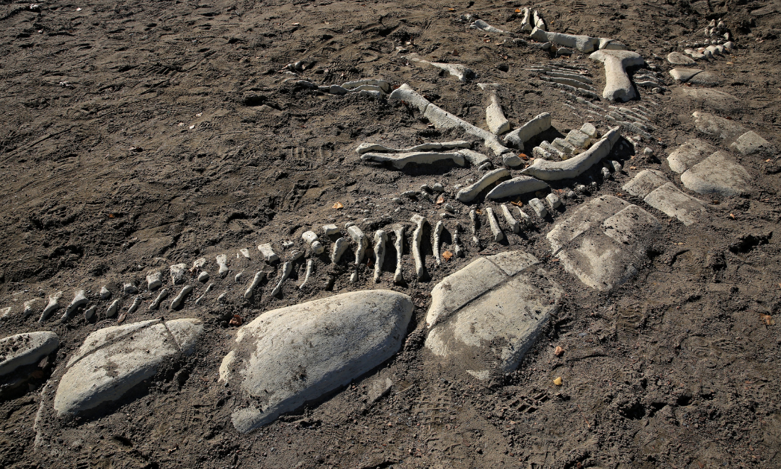 Newly discovered dinosaur species displayed at Dutch museum