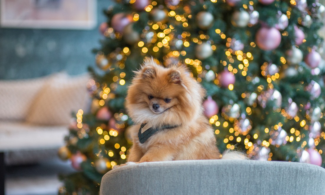 Celebrate Christmas at these two beautiful hotels in Amsterdam