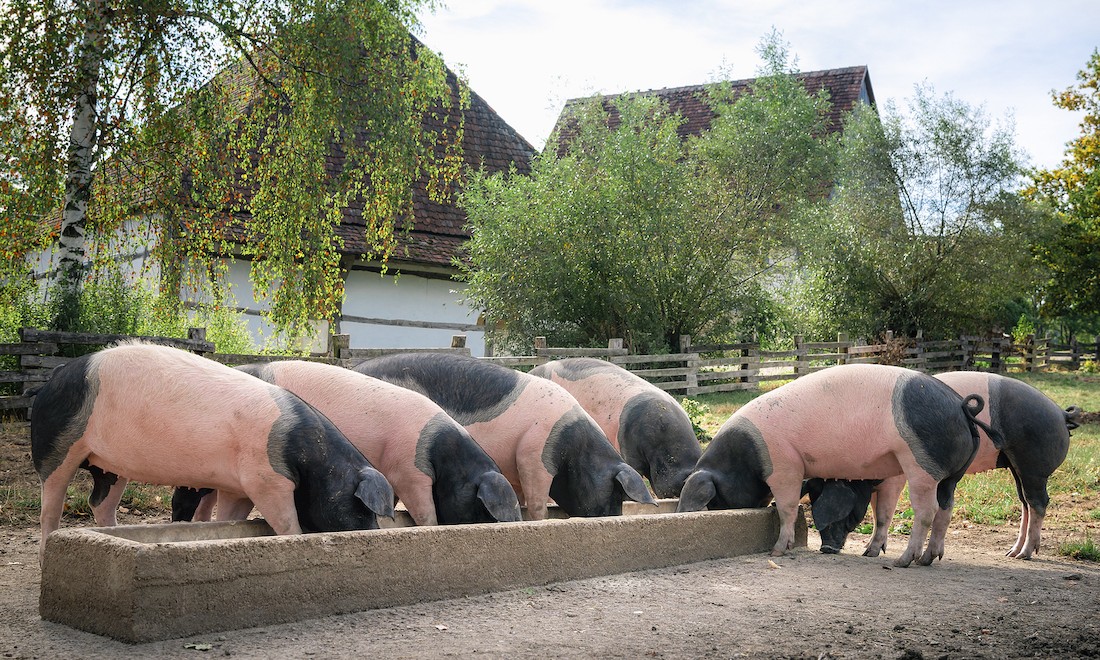 German livestock pigs at a farm