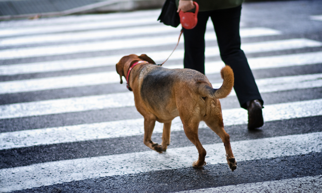 dog crossing the road on a lead