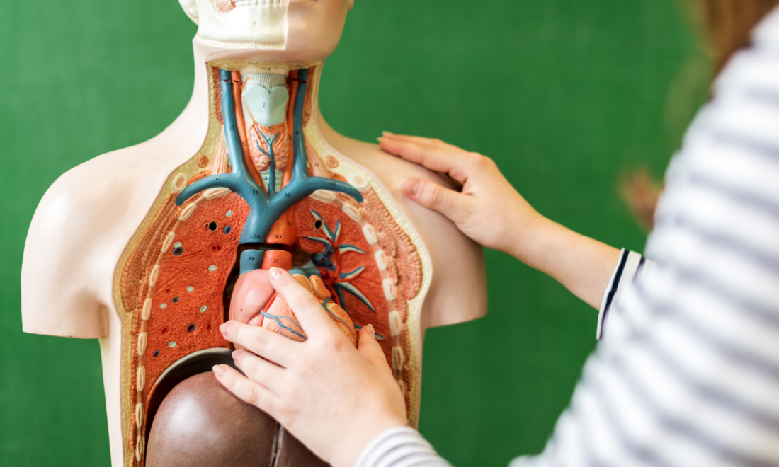 Organ donor registration online germany