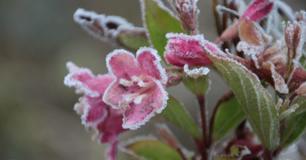 First Frost Netherlands