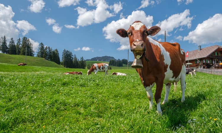 Swiss town embroiled in ding-dong battle over cowbells