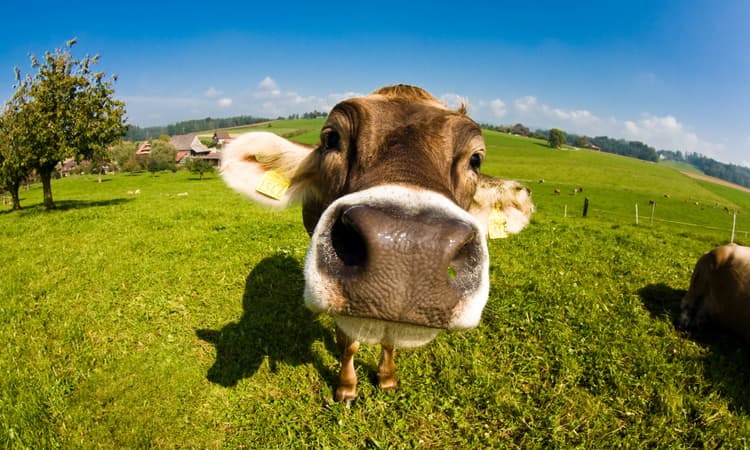 [Video] Watch the moment frolicking Swiss cows are let out for springtime 