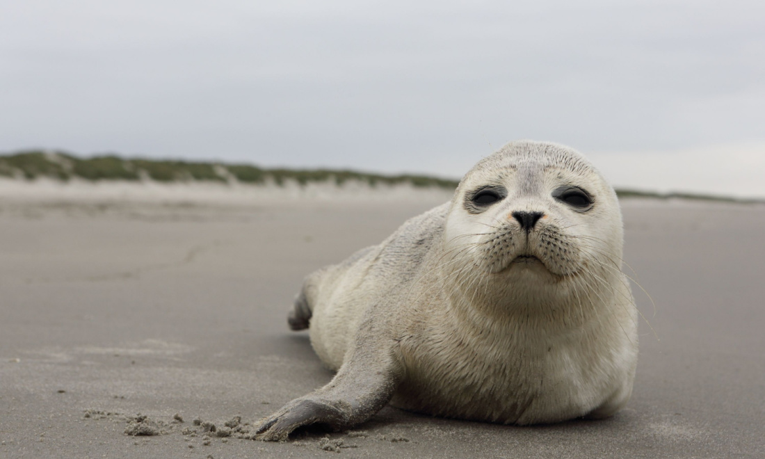 grey seal pup on a beach