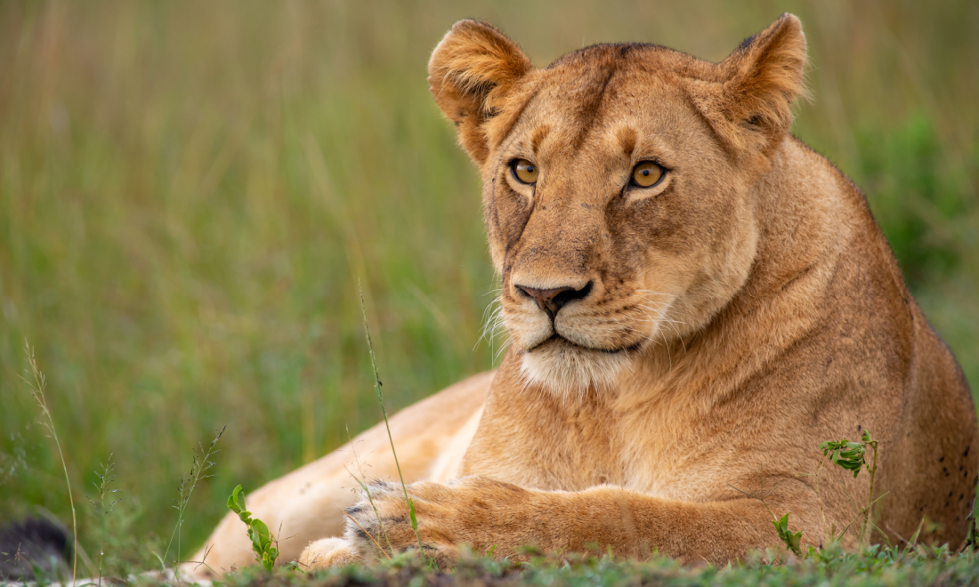 Lioness escaped in Berlin