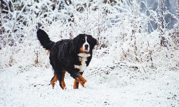 Swiss cities brace for snow amid new frosty forecast for this weekend