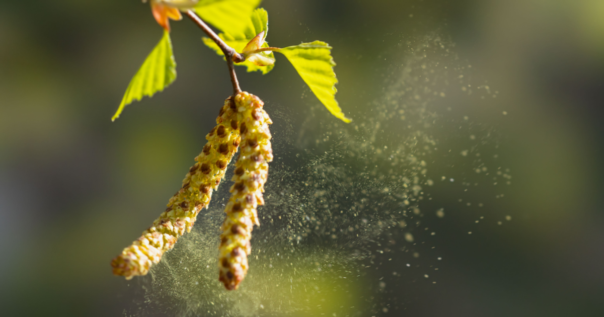 Achoo! Pollen season begins in Switzerland