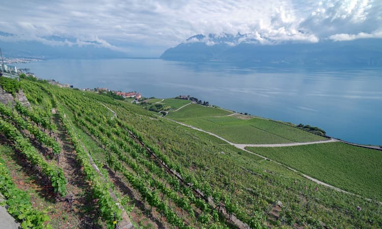 Frost, hail and mildew has plagued Swiss wine in 2021