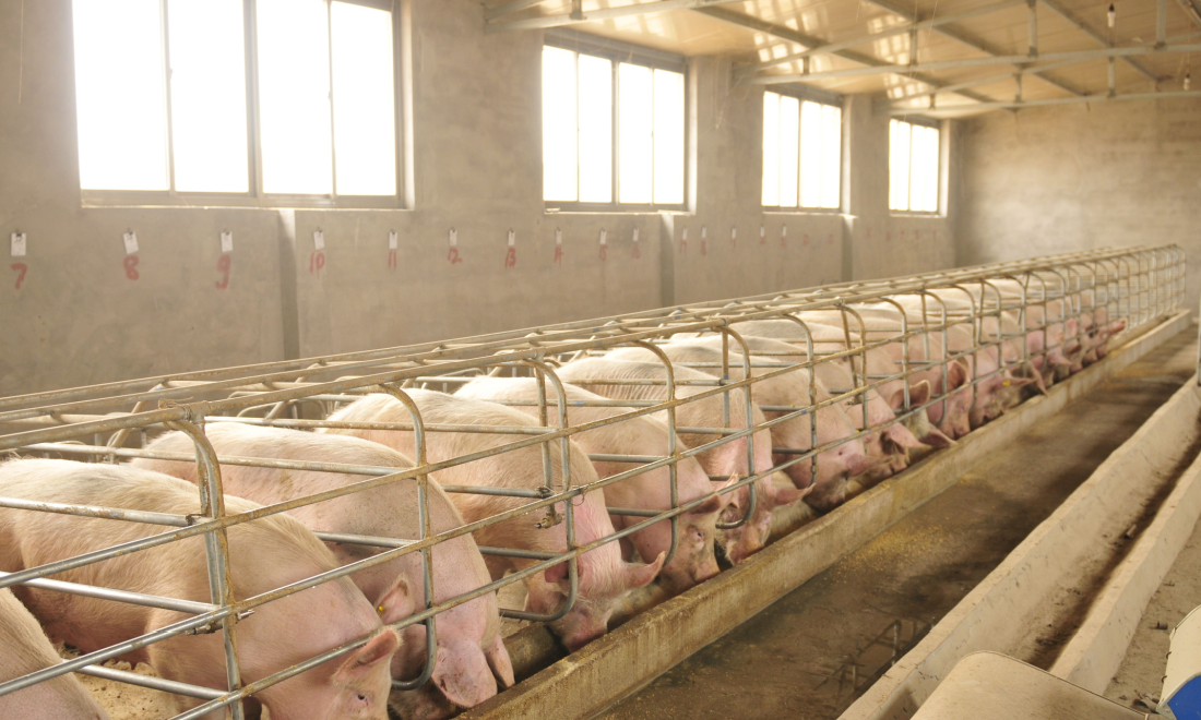 Pigs at a farm in Germany