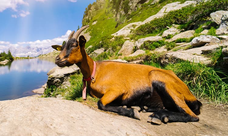 Ibex, wild boars and red deer are thriving in Switzerland