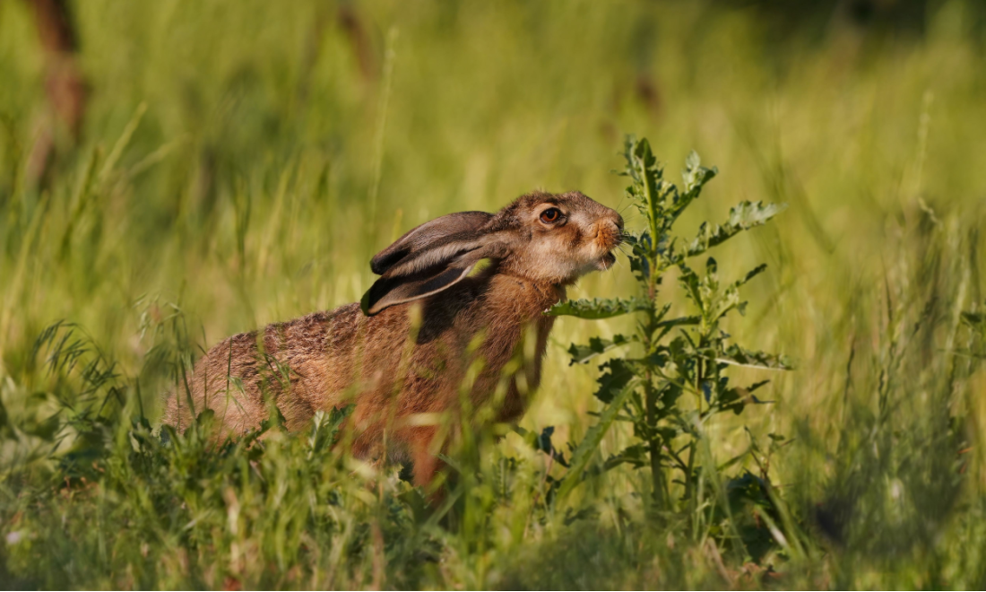Brown hare population in Germany