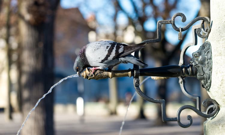 Zurich launches new interactive map to show quality of drinking water
