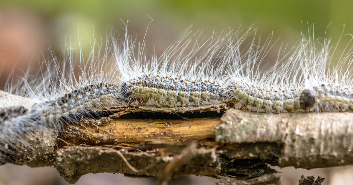 Achtung! Poisonous caterpillars are surging across Swiss forests