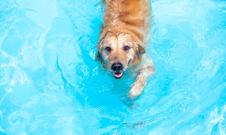 Zurich pool to host free dog swimming day
