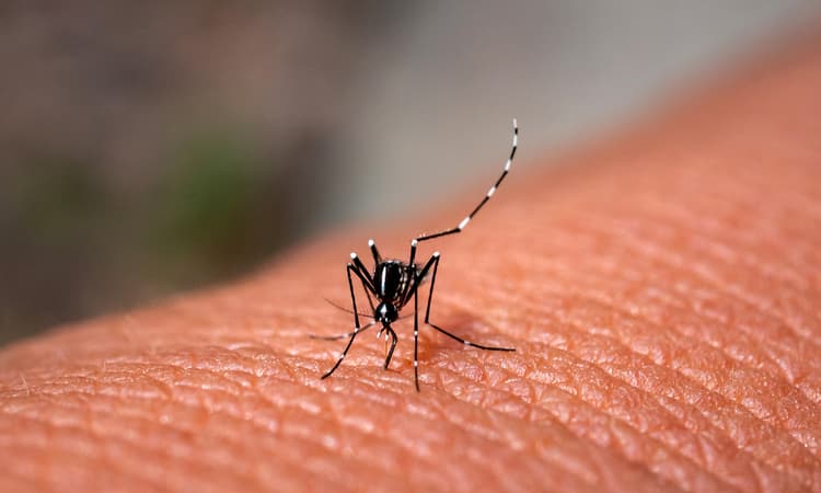 How to avoid getting bitten by mosquitoes in Switzerland